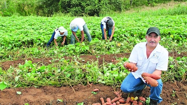 Apuesta por el camote