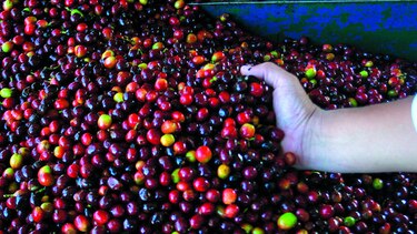 Pronostican superávit en producción de café