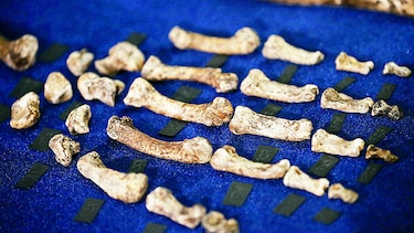 Hallan primo lejano de ‘Homo sapiens’