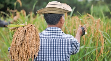 600 mil quintales de arroz se subastaron en $13.9 millones