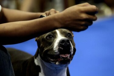 Alcaldía de Panamá propone placa y revisado anual obligatorio para mascotas