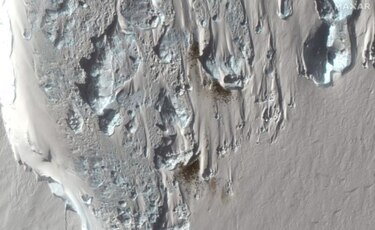 Nueva colonia de pingüino emperador descubierta por satélite