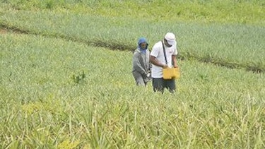 Productores de piña piden ampliar cobertura de póliza
