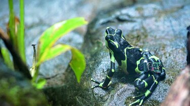 Primeras ranas reintroducidas