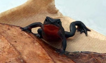 Reproducen en Ecuador rana considerada extinta hace 30 años