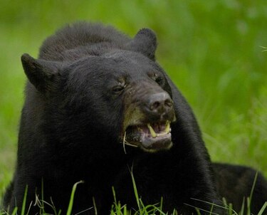 Los osos negros podrían estar resurgiendo en Estados Unidos