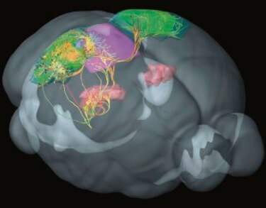 Crean diagrama del cableado del cerebro de los ratones