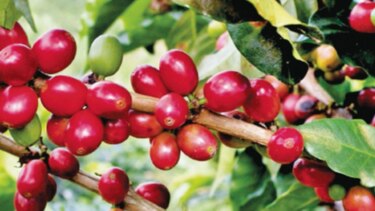 Caen las exportaciones del café hondureño en abril