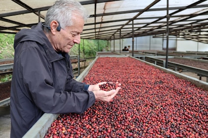 El ‘café más caro del mundo’ en Panamá busca mantener el liderazgo pese al reto climático
