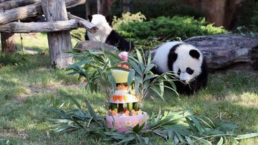 El bebé panda Yuan Meng celebra su primer cumpleaños en un zoo de Francia