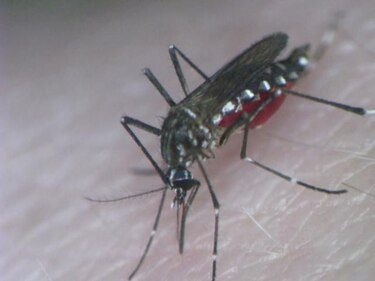 'Chikungunya' autóctono