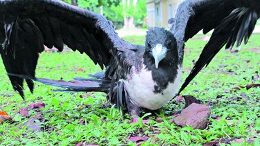 La rara agonía de los pelícanos
