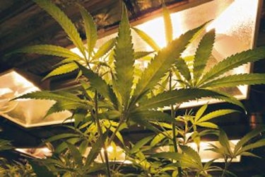 Decomisan 42 plantas de marihuana en Uruguay