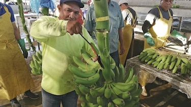 Esperan exportar más de $1,000 millones este año