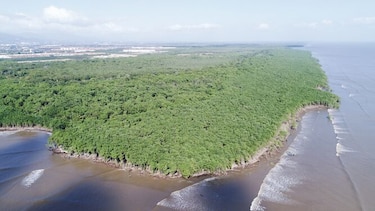 Recobra vida plan de manejo del humedal bahía de Panamá
