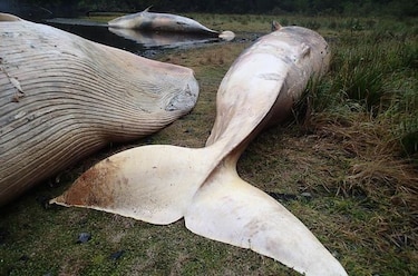 Acusan a científicos de ocultar la muerte de más de 330 ballenas