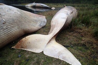 Acusan a científicos de ocultar la muerte de más de 330 ballenas