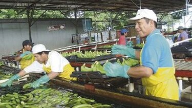 Bocas Fruit logró exportar 10 millones de cajas