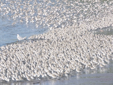 Estudian aves playeras en humedales locales