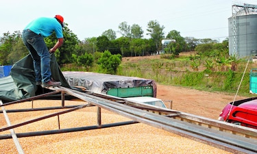 Comienza cosecha de maíz, sin precio al productor