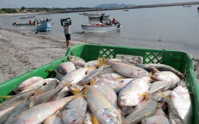 Por qué las redes de pesca son un problema de contaminación en los mares? –  Samsung Newsroom Colombia
